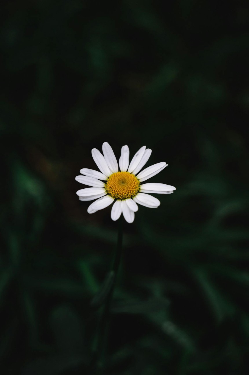 Flowers Wallpaper for Mobiles